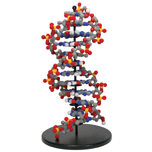 DNA-paternity